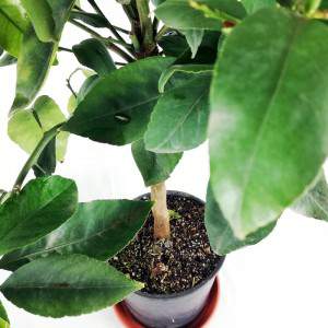 lemon leaf and fruit in flowerpot 22cm