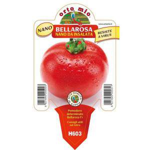 Pomodoro Bellarosa nano da insalata vaso 10cm