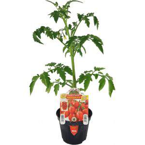 Jarrón para tomates Principe Borghese 10cm