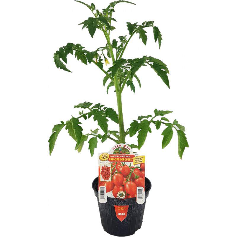 Tomaten Prinz Borghese Vase 10cm
