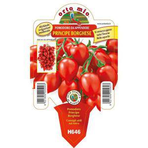 Wazon pomidorowy Principe Borghese 10cm