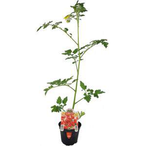 Lobello Vase Datum Tomate 10cm