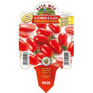 Lobello datterino tomato flowerpot 10 cm