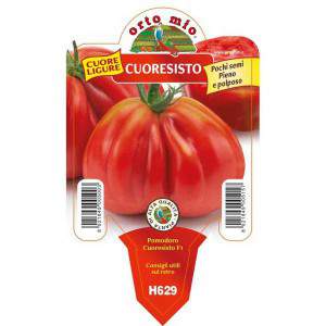 Jarrón Cuoresisto de tomate de Liguria corazón 10cm
