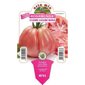 Tomate Rosamunda, corazón rosa de Liguria, jarrón de 10 cm
