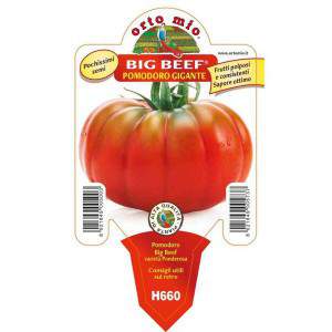 Vaso de carne grande de tomate gigante 10cm