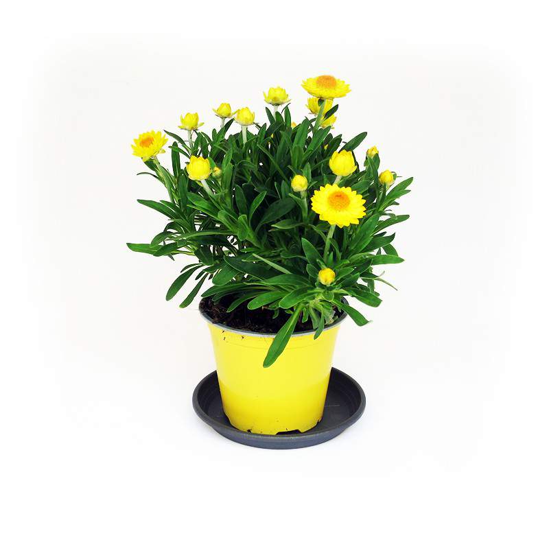 planter des feuilles vertes et des fleurs jaunes planter des feuilles vertes et des fleurs jaunes