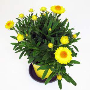 plantas folhas verdes e flores amarelas