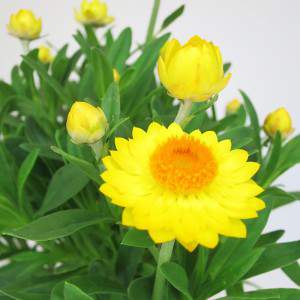 grandes flores amarillas