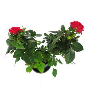 plant red roses and large green leaves