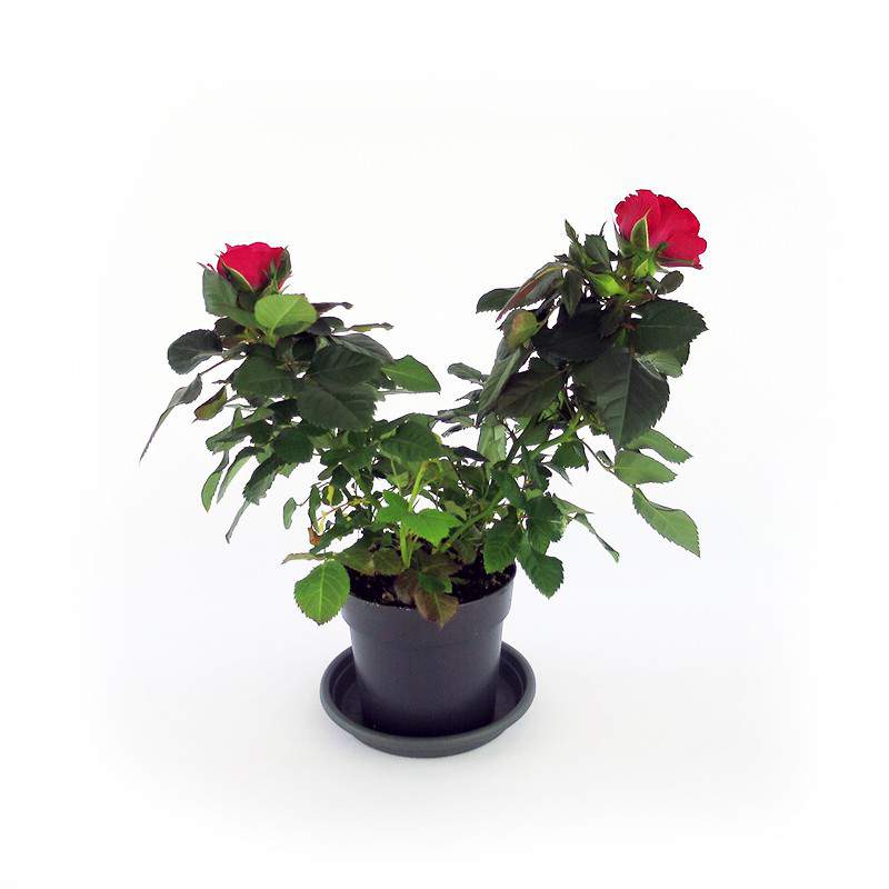 planter des roses rouges et de grandes feuilles vertes