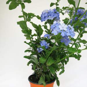 plumbago planta flores azuis