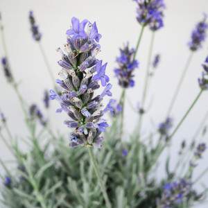 raminhos de luz de plantas de lavanda