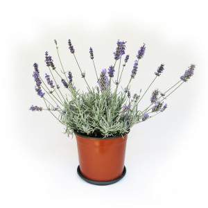 ramitas de lavanda