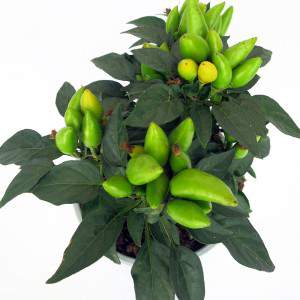 capsicum plant