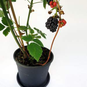 berries with big, dark blackberries