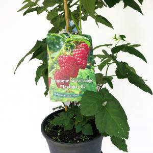 plante de baies de framboise