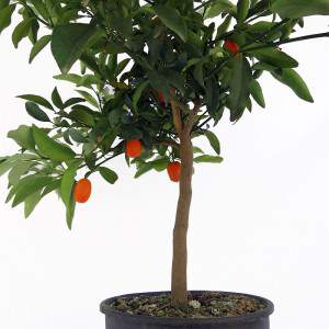 Chinese Mandarin kumquat