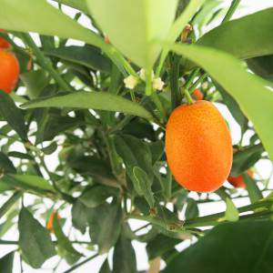 mandarinas naranjas y hojas verdes
