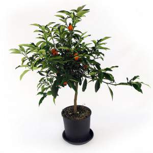 Chinese Mandarin kumquat