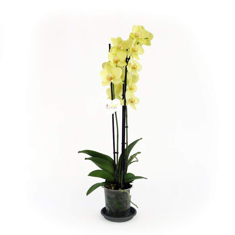 Planta de orquídea amarilla Planta de orquídea amarilla