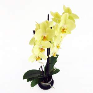 Żółte kwiaty orchidei