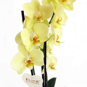 Phalaenopsis amarillo