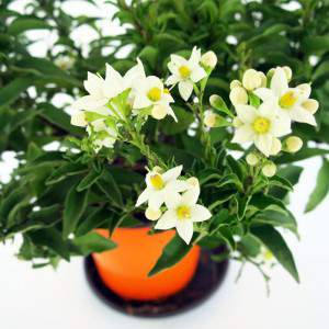 estreitas, folhas verdes e flores brancas