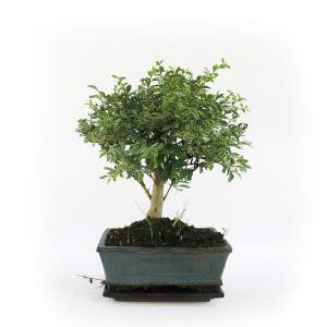 Bonsai serissa foetida bunt