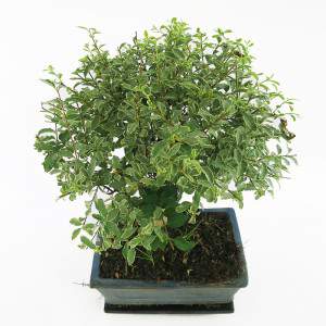 Bonsai serissa Blätter