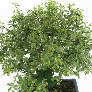 Bonsai serissa de hoja perenne