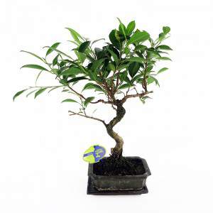 Fábrica de Bonsai ficus