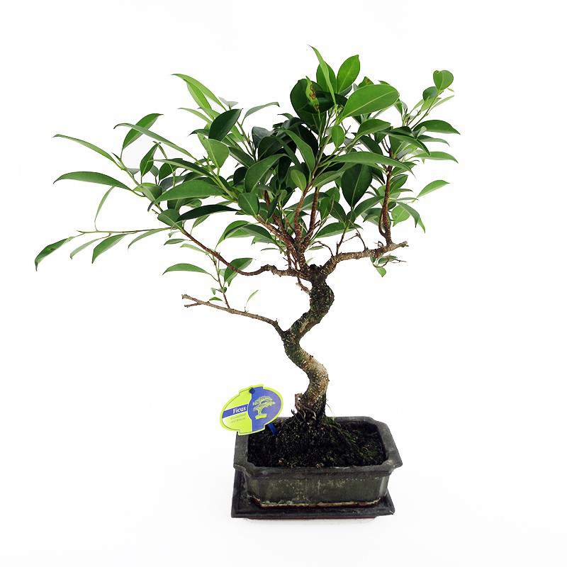 Planta Bonsai ficus