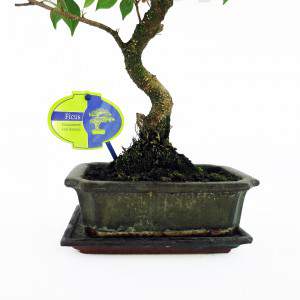 Bonsai ficus roots