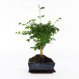 Roślina Bonsai ligustrum