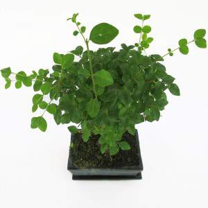 Bonsai Ligustrum-Anlage