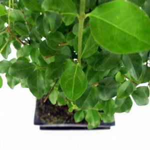 Ligustrum de feuilles