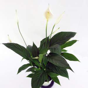 planta grandes hojas verdes y flor blanca