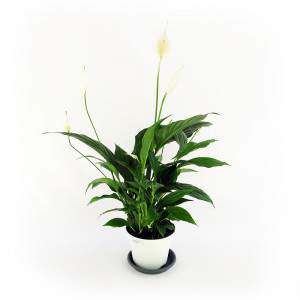 plant spatiphyllum white