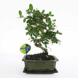 Planta de vaso de Bonsai carmona de 20cm