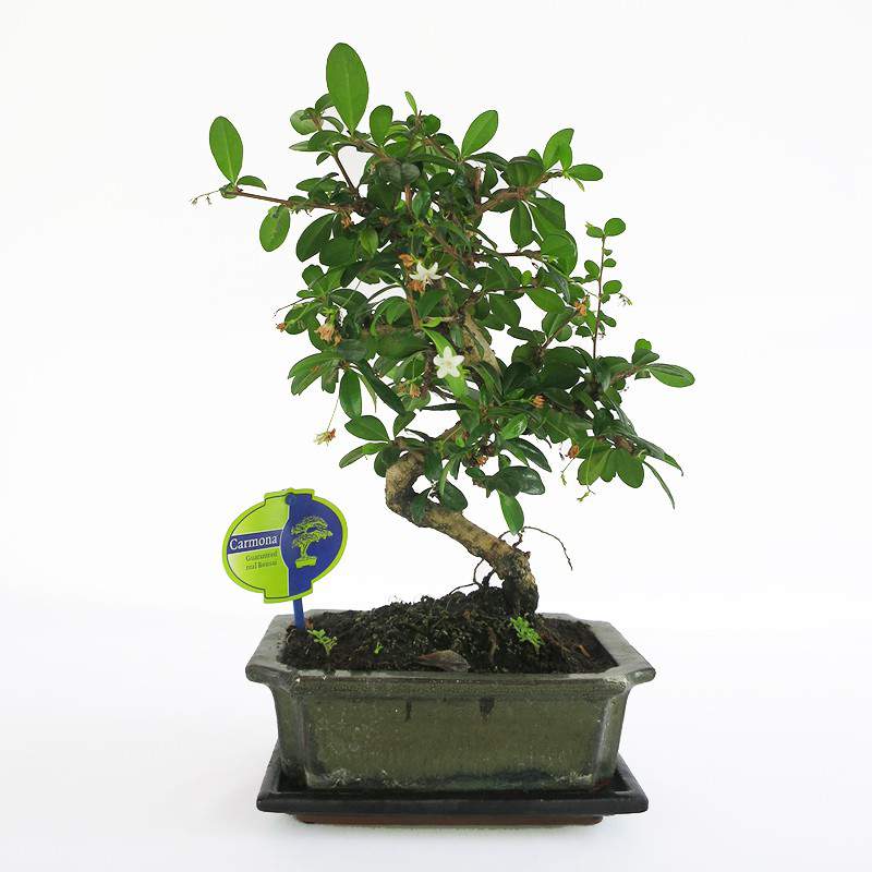 Maceta bonsai Carmona planta 20cm Maceta bonsai Carmona planta 20cm