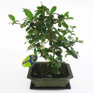 Doniczka Carmona bonsai 20cm roślina