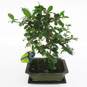 Planta de vaso de Bonsai carmona de 20cm