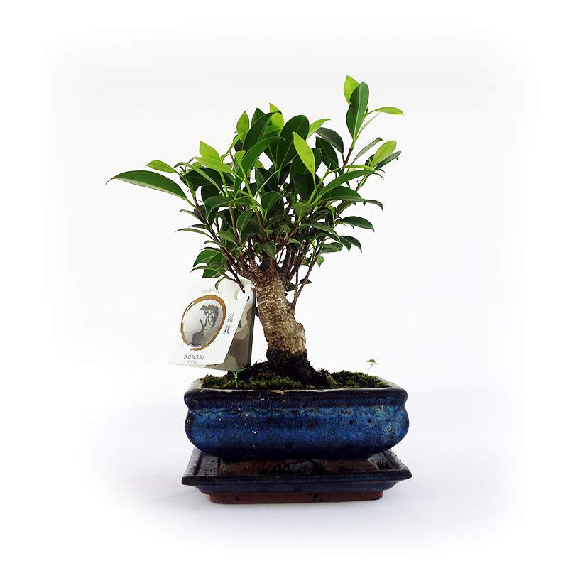 Planta Bonsai ficus