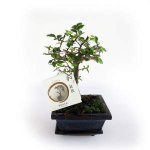 Planta bonsai zelkova