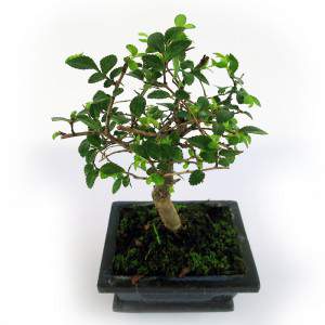Bonsai zelkova plant