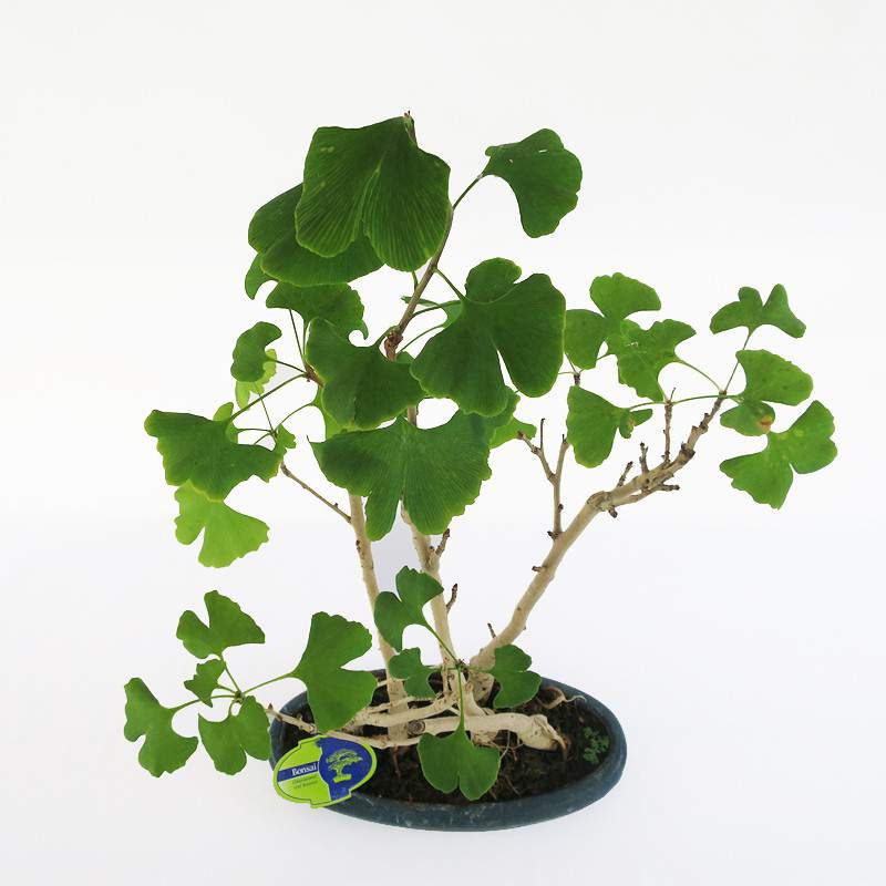 Bonsai Ginkgo Biloba Blätter