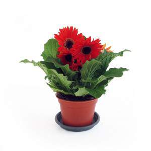 Gerbera plant