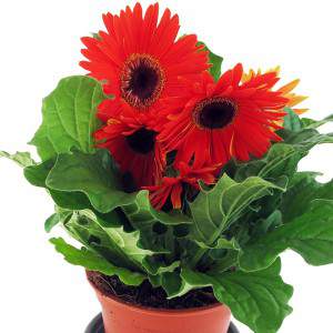 Gerbera leaves and flowers