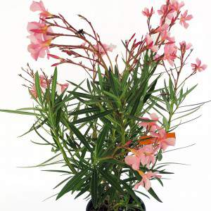 Usine d’Oleander